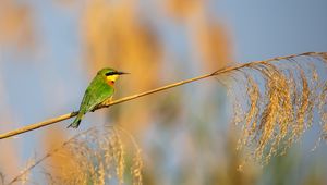 Preview wallpaper little bee-eater, bird, branch, blur