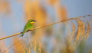 Preview wallpaper little bee-eater, bird, branch, blur