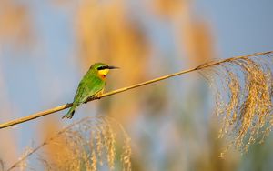 Preview wallpaper little bee-eater, bird, branch, blur