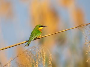 Preview wallpaper little bee-eater, bird, branch, blur