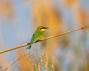 Preview wallpaper little bee-eater, bird, branch, blur