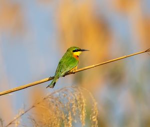 Preview wallpaper little bee-eater, bird, branch, blur