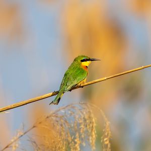 Preview wallpaper little bee-eater, bird, branch, blur