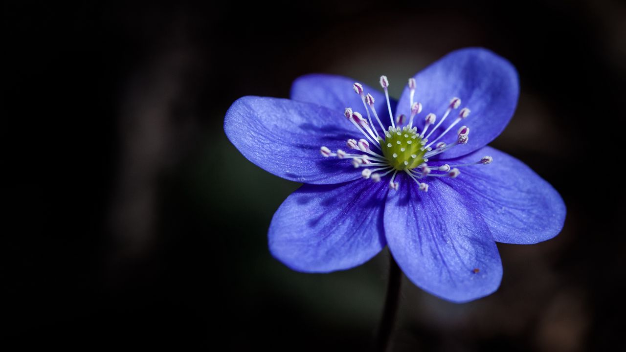 Wallpaper liverwort, flower, petals, macro, blue