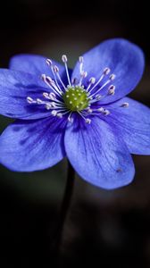 Preview wallpaper liverwort, flower, petals, macro, blue