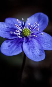 Preview wallpaper liverwort, flower, petals, macro, blue