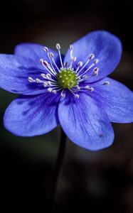 Preview wallpaper liverwort, flower, petals, macro, blue