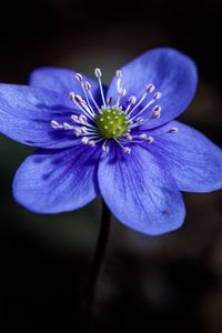 Preview wallpaper liverwort, flower, petals, macro, blue