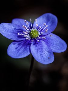 Preview wallpaper liverwort, flower, petals, macro, blue