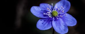 Preview wallpaper liverwort, flower, petals, macro, blue