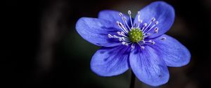 Preview wallpaper liverwort, flower, petals, macro, blue