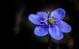 Preview wallpaper liverwort, flower, petals, macro, blue