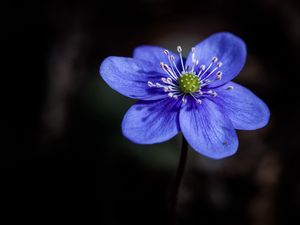 Preview wallpaper liverwort, flower, petals, macro, blue