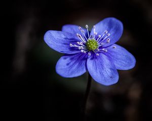 Preview wallpaper liverwort, flower, petals, macro, blue