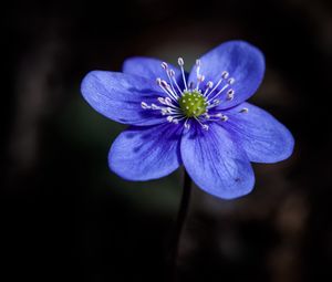 Preview wallpaper liverwort, flower, petals, macro, blue