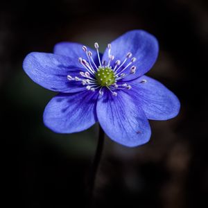 Preview wallpaper liverwort, flower, petals, macro, blue