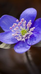 Preview wallpaper liverwort, flower, purple, macro
