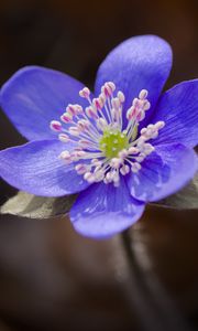 Preview wallpaper liverwort, flower, purple, macro