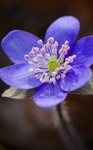 Preview wallpaper liverwort, flower, purple, macro