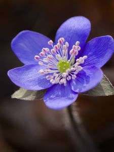 Preview wallpaper liverwort, flower, purple, macro