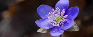Preview wallpaper liverwort, flower, purple, macro
