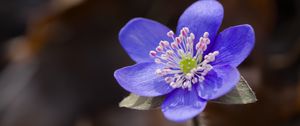 Preview wallpaper liverwort, flower, purple, macro