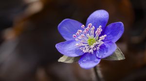 Preview wallpaper liverwort, flower, purple, macro