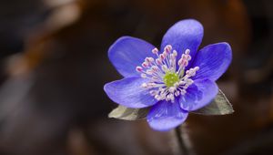 Preview wallpaper liverwort, flower, purple, macro