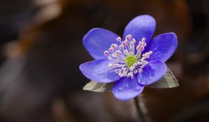 Preview wallpaper liverwort, flower, purple, macro