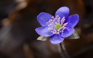 Preview wallpaper liverwort, flower, purple, macro