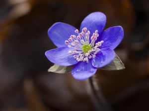 Preview wallpaper liverwort, flower, purple, macro