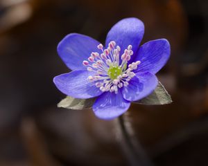 Preview wallpaper liverwort, flower, purple, macro