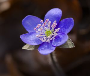 Preview wallpaper liverwort, flower, purple, macro