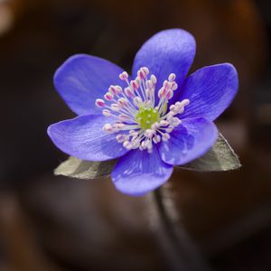 Preview wallpaper liverwort, flower, purple, macro