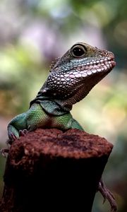 Preview wallpaper lizard, amphibian, reptile