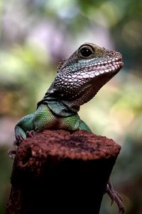 Preview wallpaper lizard, amphibian, reptile