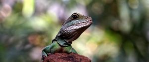 Preview wallpaper lizard, amphibian, reptile