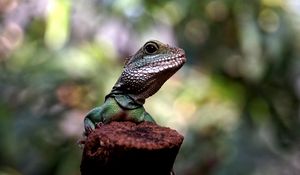 Preview wallpaper lizard, amphibian, reptile