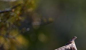 Preview wallpaper lizard, amphibian, reptile, stone