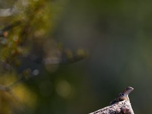 Preview wallpaper lizard, amphibian, reptile, stone
