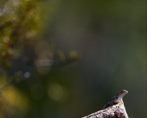 Preview wallpaper lizard, amphibian, reptile, stone
