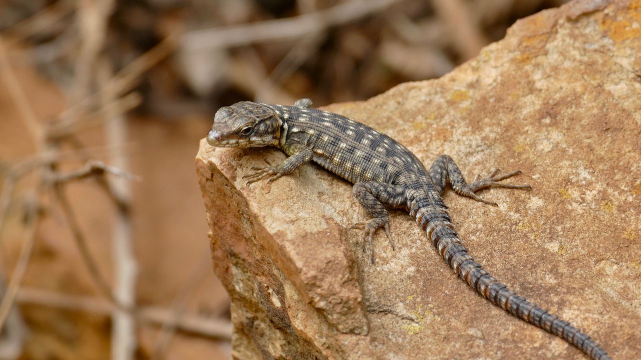 Wallpaper lizard, amphibian, reptile, stone, paws