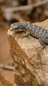 Preview wallpaper lizard, amphibian, reptile, stone, paws
