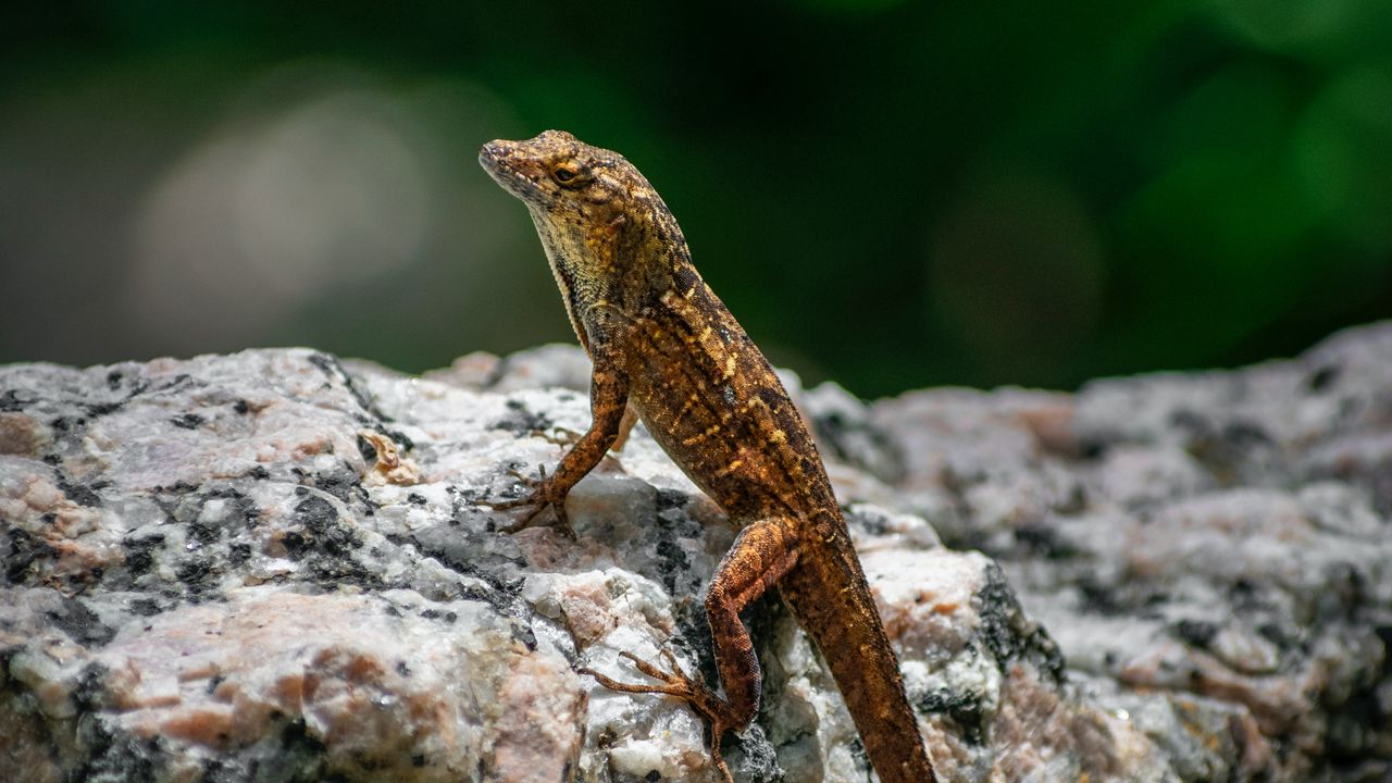 Wallpaper lizard, amphibian, reptile, stone, macro