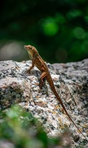 Preview wallpaper lizard, amphibian, reptile, stone, macro