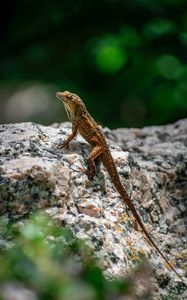 Preview wallpaper lizard, amphibian, reptile, stone, macro