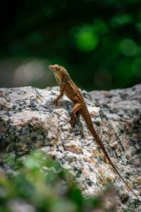 Preview wallpaper lizard, amphibian, reptile, stone, macro