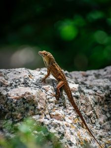 Preview wallpaper lizard, amphibian, reptile, stone, macro