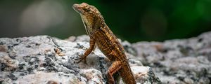 Preview wallpaper lizard, amphibian, reptile, stone, macro