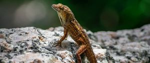 Preview wallpaper lizard, amphibian, reptile, stone, macro